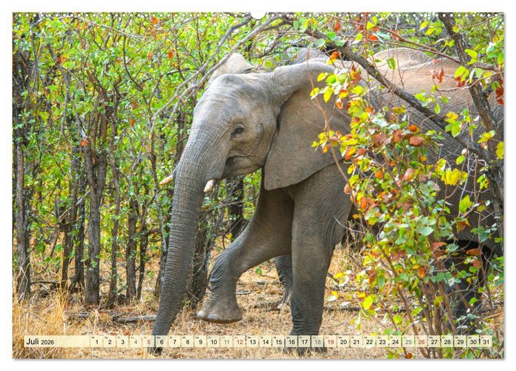 Produktbild: Eswatini - K&ouml;nigreich im s&uuml;dlichen Afrika (Wandkalender 2026 DIN A2 quer), CALVENDO Monatskalender