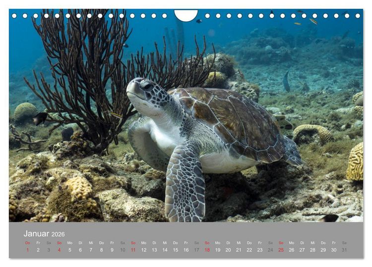 Produktbild: Meeresschildkr&ouml;ten der Karibik (Wandkalender 2026 DIN A4 quer), CALVENDO Monatskalender