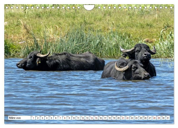 Produktbild: Moin Nordfriesland - Urlaub an der Nordseek&uuml;ste (Wandkalender 2026 DIN A4 quer), CALVENDO Monatskalender