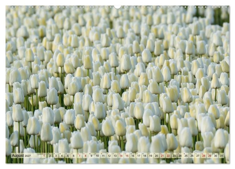 Produktbild: Tulpen - Hollands Stolz (Wandkalender 2027 DIN A2 quer), CALVENDO Monatskalender