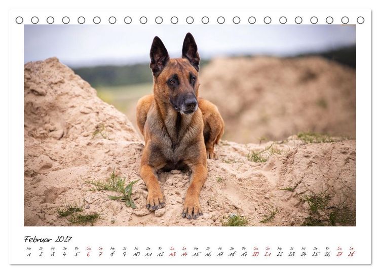 Produktbild: Malinois - Seelen aus Feuer (Tischkalender 2027 DIN A5 quer), CALVENDO Monatskalender