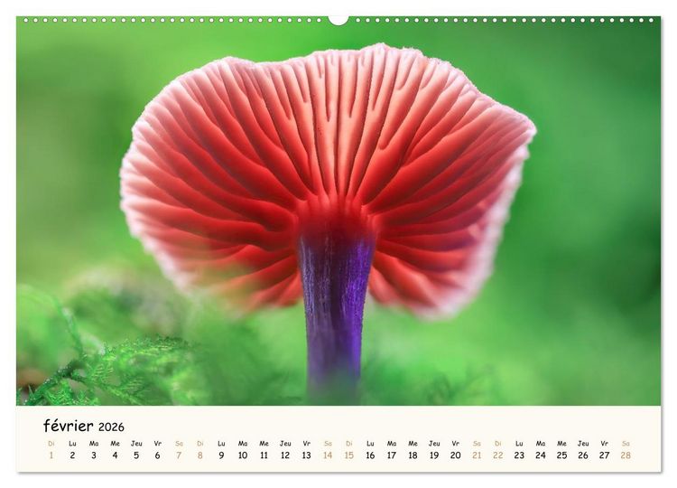 Produktbild: Champignons magiques (Calendrier mural 2026 DIN A2 vertical), CALVENDO calendrier mensuel