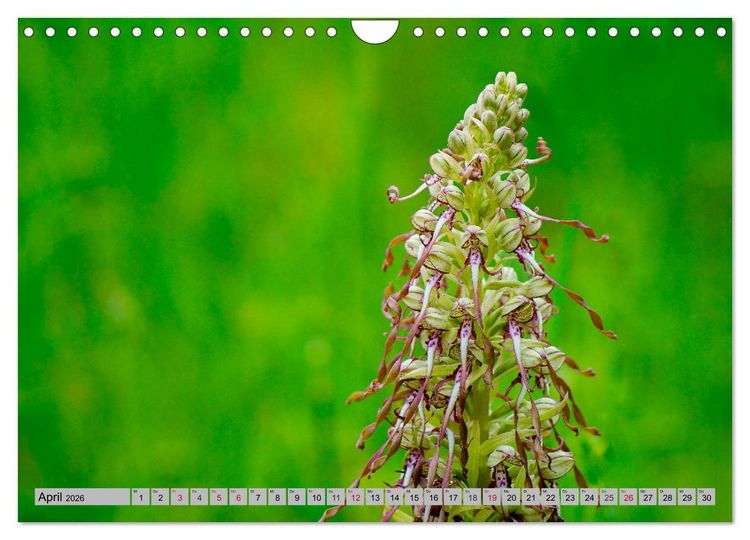 Produktbild: Orchideenwiese 2026 (Wandkalender 2026 DIN A4 quer), CALVENDO Monatskalender