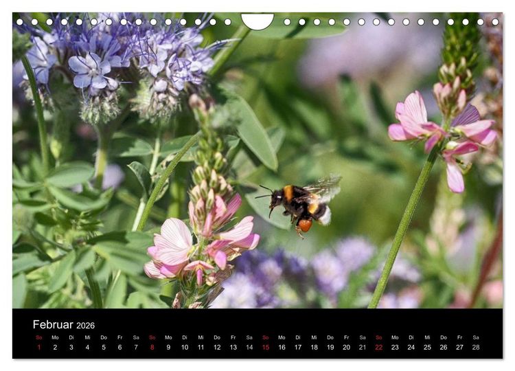 Produktbild: Hummelflug (Wandkalender 2026 DIN A4 quer), CALVENDO Monatskalender