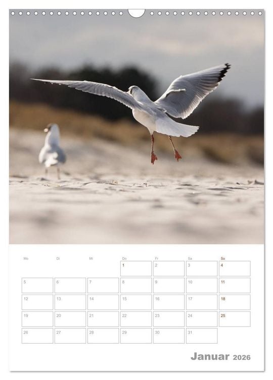 Produktbild: M&ouml;wen - die V&ouml;gel der K&uuml;ste (Wandkalender 2026 DIN A3 hoch), CALVENDO Monatskalender