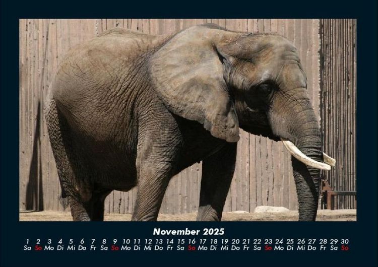 Produktbild: Elefanten - Die sanften Riesen Afrikas 2025 Fotokalender DIN A4