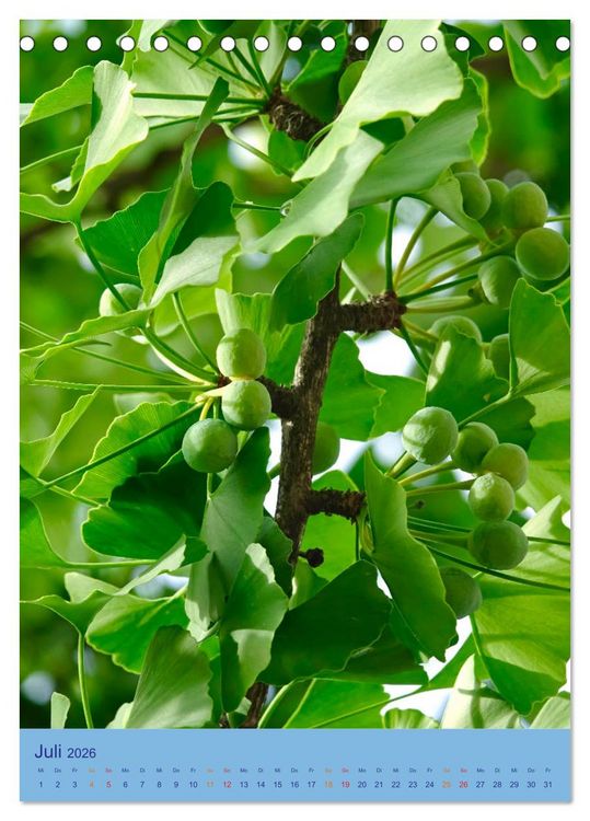 Produktbild: Ginkgo (Tischkalender 2026 DIN A5 hoch), CALVENDO Monatskalender