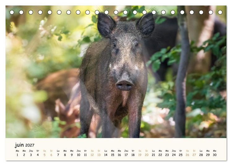 Produktbild: Les murmures de la for&ecirc;t - Regards d'animaux (Calendrier de bureau 2027 DIN A5 vertical), CALVENDO calendrier mensuel