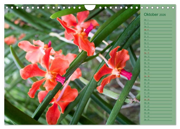 Produktbild: Farbzauber Natur Orchideen - CH Version (Wandkalender 2026 DIN A4 quer), CALVENDO Monatskalender