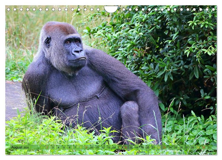 Produktbild: Flachlandgorillas in Apenheul (Wandkalender 2026 DIN A4 quer), CALVENDO Monatskalender