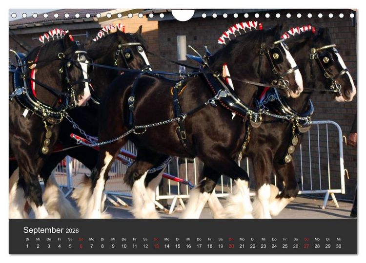 Produktbild: Shire Horse &bull; Prunkvolle Giganten (Wandkalender 2026 DIN A4 quer), CALVENDO Monatskalender