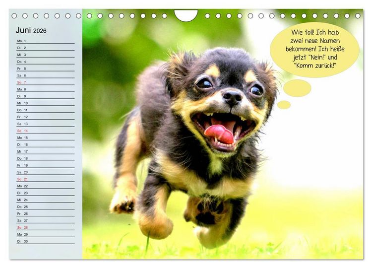 Produktbild: Hurra! Wir gehen Gassi! Abenteuer mit dem Hund! (Wandkalender 2026 DIN A4 quer), CALVENDO Monatskalender