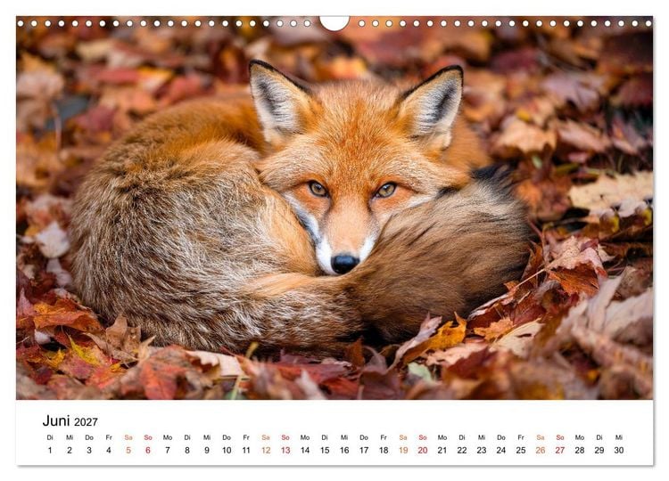 Produktbild: F&uuml;chse - Wanderer durch Moos und Farn (Wandkalender 2027 DIN A3 quer), CALVENDO Monatskalender