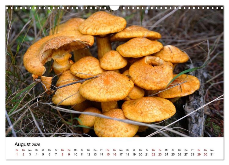 Produktbild: Pilze - Geheimnisvolle Herrscher der W&auml;lder (Wandkalender 2026 DIN A3 quer), CALVENDO Monatskalender