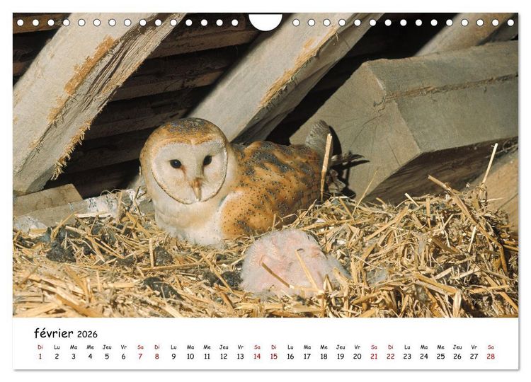 Produktbild: La vie des chouettes, les dames de la nuit (Calendrier mural 2026 DIN A4 vertical), CALVENDO calendrier mensuel