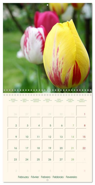 Produktbild: Tulipes charmantes et fra&icirc;ches (Calendrier mural carr&eacute; 2026 30x30 cm) Calendrier double avec une page pour vos prises de notes