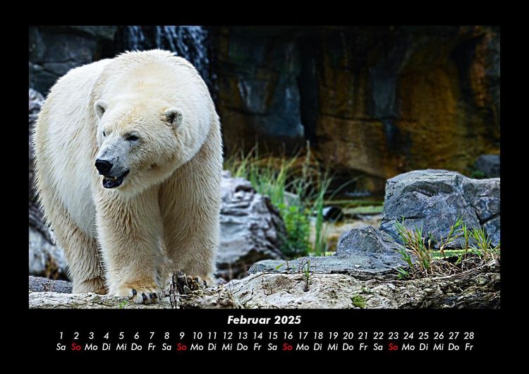Produktbild: Pinguine & Eisb&auml;ren 2025 Fotokalender DIN A3