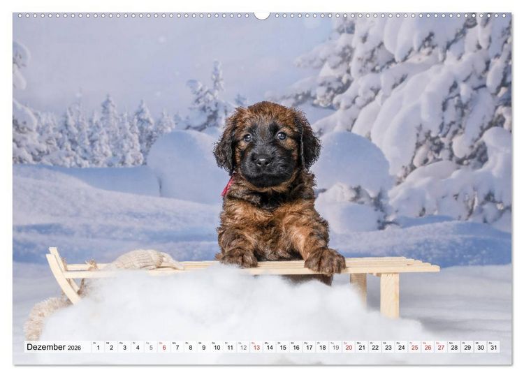 Produktbild: Berger de Brie - Welpen (hochwertiger Premium Wandkalender 2026 DIN A2 quer), Kunstdruck in Hochglanz