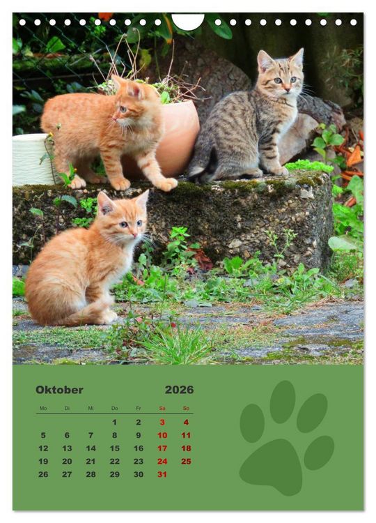 Produktbild: Wilde T&auml;tzchen, kleine wilde Katzen entdecken die Welt (Wandkalender 2026 DIN A4 hoch), CALVENDO Monatskalender