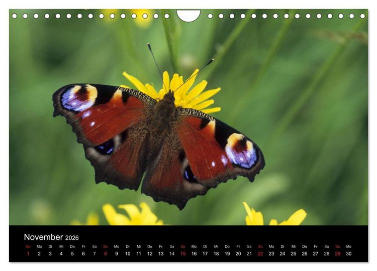Produktbild: Schmetterlinge (Wandkalender 2026 DIN A4 quer), CALVENDO Monatskalender