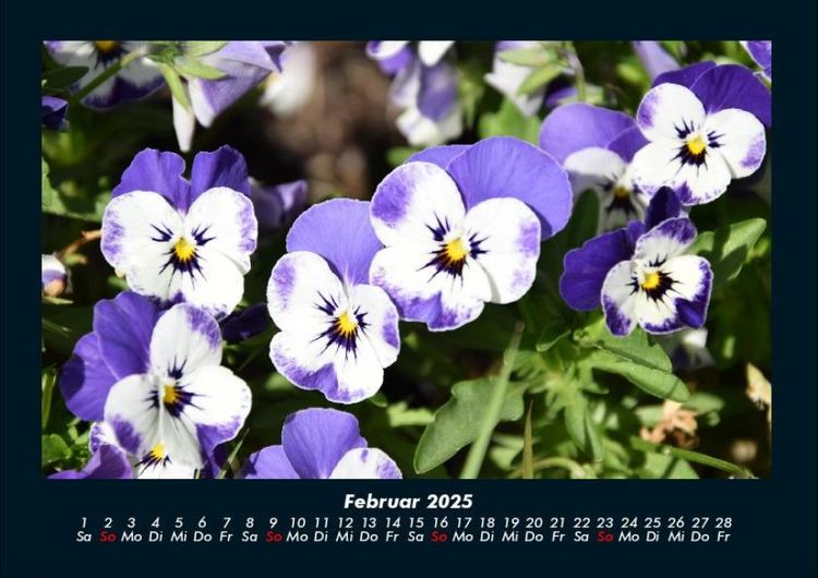 Produktbild: Pflanzen und Bl&uuml;ten 2025 Fotokalender DIN A4