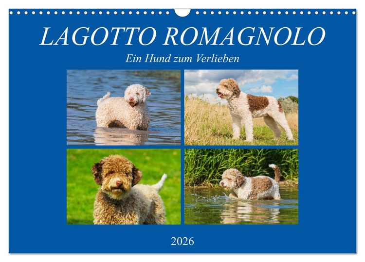 Produktbild: Lagotto Romagnolo - Ein Hund zum Verlieben (Wandkalender 2026 DIN A3 quer), CALVENDO Monatskalender
