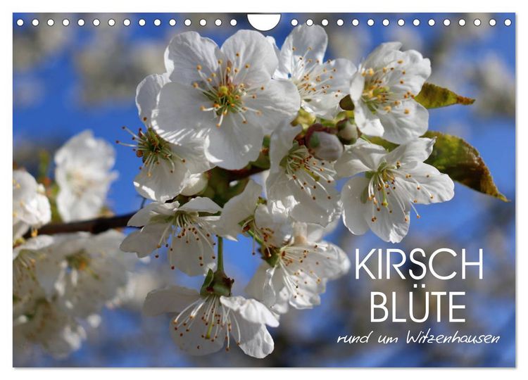 Produktbild: Kirschbl&uuml;te rund um Witzenhausen (Wandkalender 2026 DIN A4 quer), CALVENDO Monatskalender