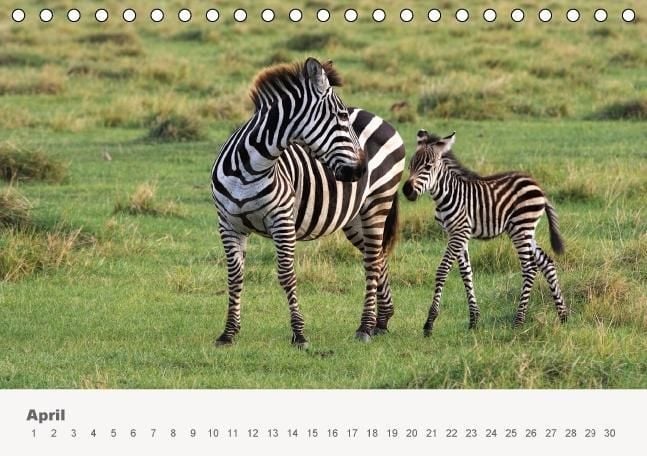 Produktbild: Faszination Ostafrika - Tierwelt und Natur aus Kenia und Tansania (Tischkalender immerw&auml;hrend DIN A5 quer)