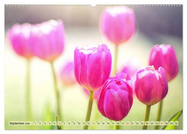 Produktbild: Tulpen. Zauberhafte Bl&uuml;tenpracht (Wandkalender 2026 DIN A2 quer), CALVENDO Monatskalender