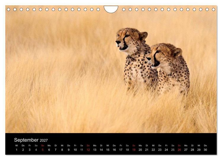 Produktbild: Afrikas Raubkatzen (Wandkalender 2027 DIN A4 quer), CALVENDO Monatskalender