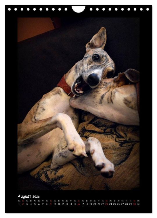 Produktbild: Ein Whippet wird erwachsen (Wandkalender 2026 DIN A4 hoch), CALVENDO Monatskalender