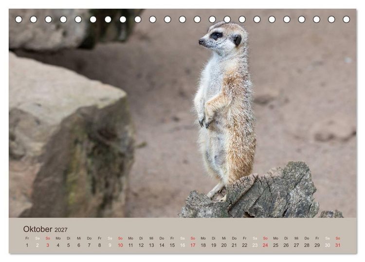 Produktbild: Quirlige Erdm&auml;nnchen (Tischkalender 2027 DIN A5 quer), CALVENDO Monatskalender