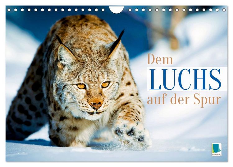 Produktbild: Dem Luchs auf der Spur (Wandkalender 2026 DIN A4 quer), CALVENDO Monatskalender