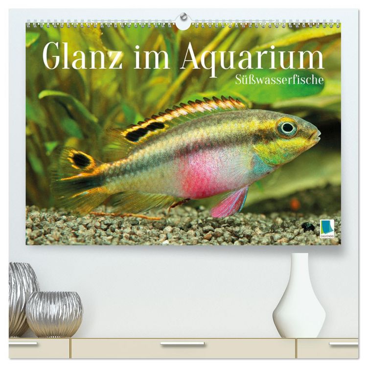 Produktbild: Glanz im Aquarium: S&uuml;&szlig;wasserfische (hochwertiger Premium Wandkalender 2026 DIN A2 quer), Kunstdruck in Hochglanz