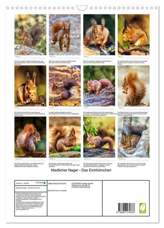 Produktbild: Niedlicher Nager - Das Eichh&ouml;rnchen (Wandkalender 2026 DIN A3 hoch), CALVENDO Monatskalender
