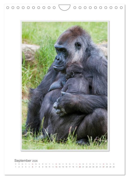 Produktbild: Emotionale Momente: Aus dem Leben der Familie Gorilla. (Wandkalender 2026 DIN A4 hoch), CALVENDO Monatskalender