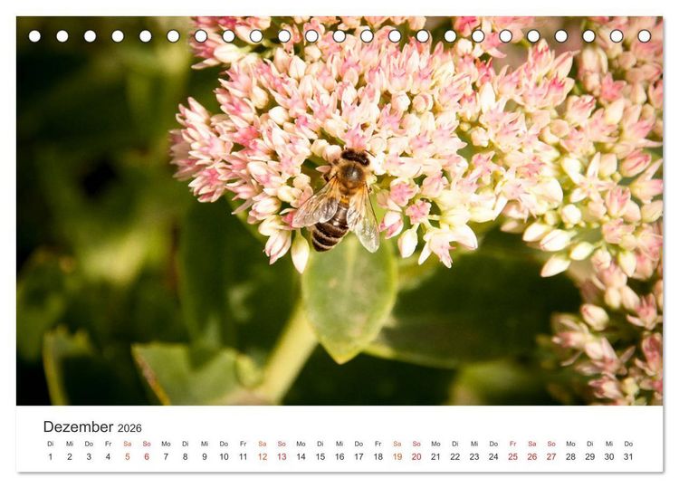 Produktbild: Bienen und Waben (Tischkalender 2026 DIN A5 quer), CALVENDO Monatskalender