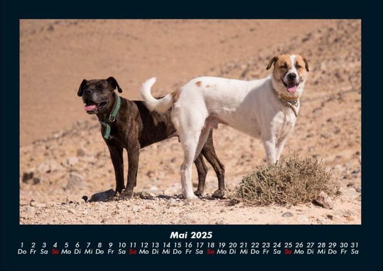Produktbild: Hunde 2025 Fotokalender DIN A4