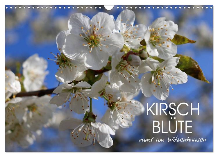 Produktbild: Kirschbl&uuml;te rund um Witzenhausen (Wandkalender 2026 DIN A3 quer), CALVENDO Monatskalender