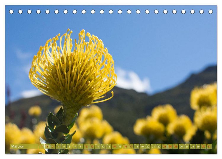 Produktbild: Fynbos - Die einzigartige Flora S&uuml;dafrikas (Tischkalender 2026 DIN A5 quer), CALVENDO Monatskalender