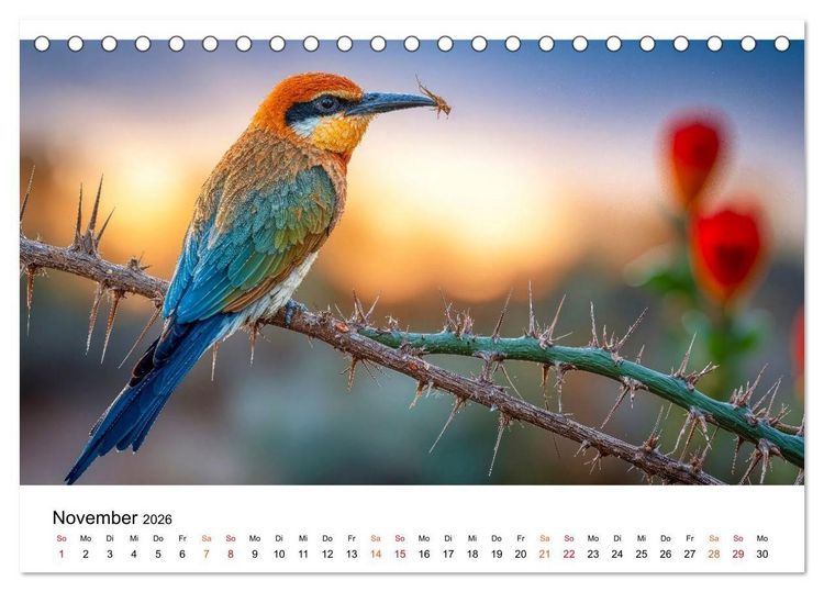 Produktbild: Bienenfresser - im Flug der Farben (Tischkalender 2026 DIN A5 quer), CALVENDO Monatskalender
