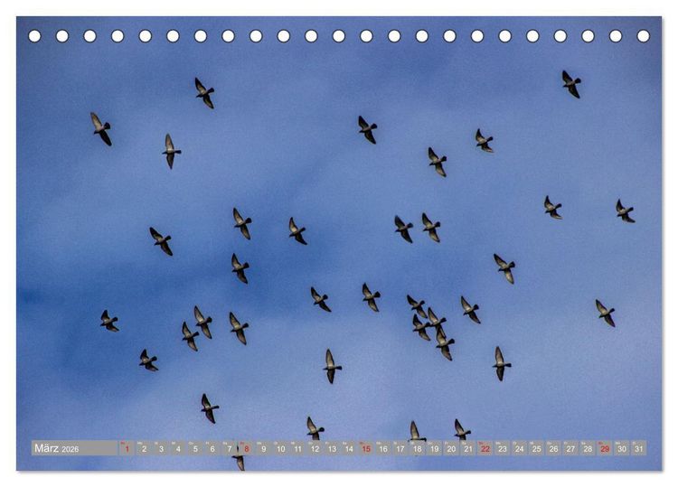 Produktbild: Wir sind die fliegenden Stars (Tischkalender 2026 DIN A5 quer), CALVENDO Monatskalender