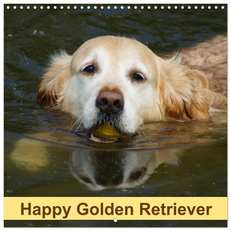 Produktbild: Happy Golden Retriever (Wall Calendar 2026 12 &times; 12 Inch) CALVENDO 12 Month Wall Calendar