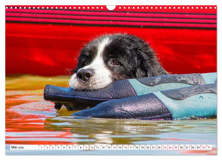 Produktbild: Traumhund Landseer (Wandkalender 2026 DIN A3 quer), CALVENDO Monatskalender