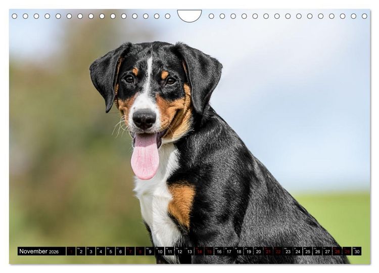 Produktbild: Appenzeller Sennenhunde - Fr&ouml;hliche Kameraden (Wandkalender 2026 DIN A4 quer), CALVENDO Monatskalender