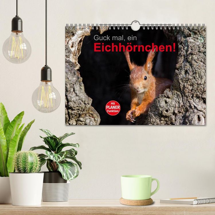 Produktbild: Guck mal, ein Eichh&ouml;rnchen! (Wandkalender 2026 DIN A4 quer), CALVENDO Monatskalender