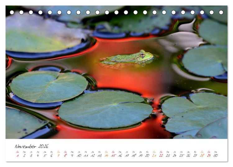 Produktbild: Frosch Karl, Hans und Max im Einklang der Natur (Tischkalender 2026 DIN A5 quer), CALVENDO Monatskalender