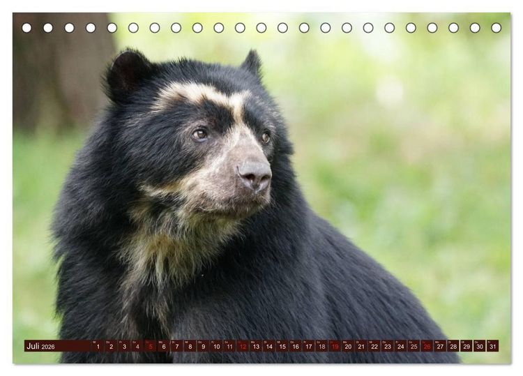 Produktbild: B&auml;ren. Kraftpakete auf leisen Sohlen (Tischkalender 2026 DIN A5 quer), CALVENDO Monatskalender