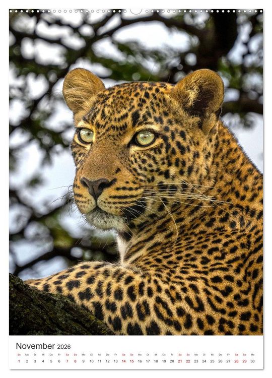 Produktbild: Leoparden - Die Beute im Visier. (hochwertiger Premium Wandkalender 2026 DIN A2 hoch), Kunstdruck in Hochglanz