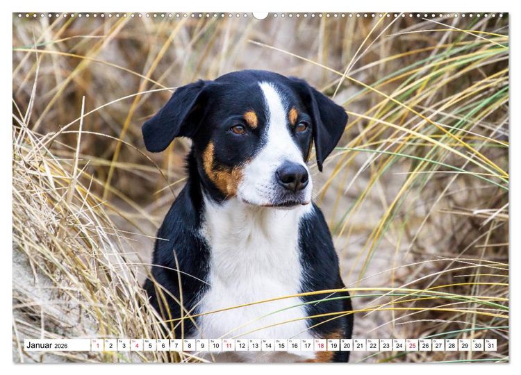 Produktbild: Appenzeller Sennenhunde (hochwertiger Premium Wandkalender 2026 DIN A2 quer), Kunstdruck in Hochglanz